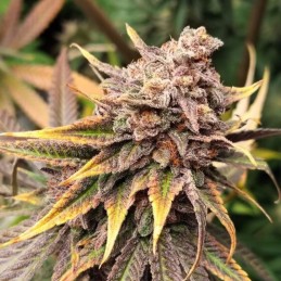 Nasiona marihuany Blue Power - odmiana konopi