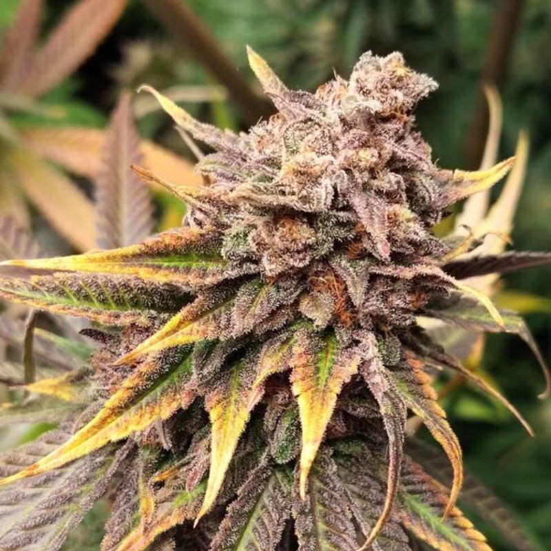 Nasiona marihuany Blue Power - odmiana konopi