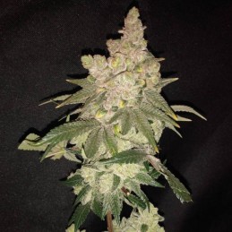 Medyczne nasiona marihuany Medical 49 CBD +  - opis odmiany konopi