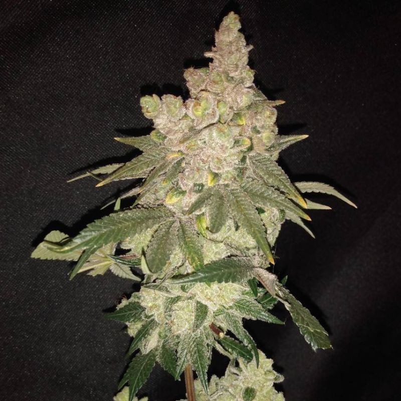 Medyczne nasiona marihuany Medical 49 CBD +  - opis odmiany konopi