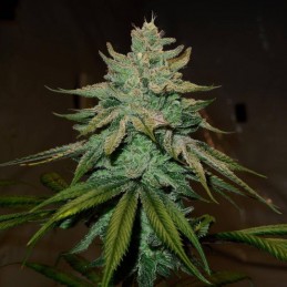 Nasiona marihuany Amnesia x Buddha Kush - odmiana konopi