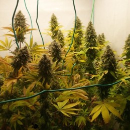 Nasiona marihuany Lamb's Breath x AK-49 - opis odmiany konopi