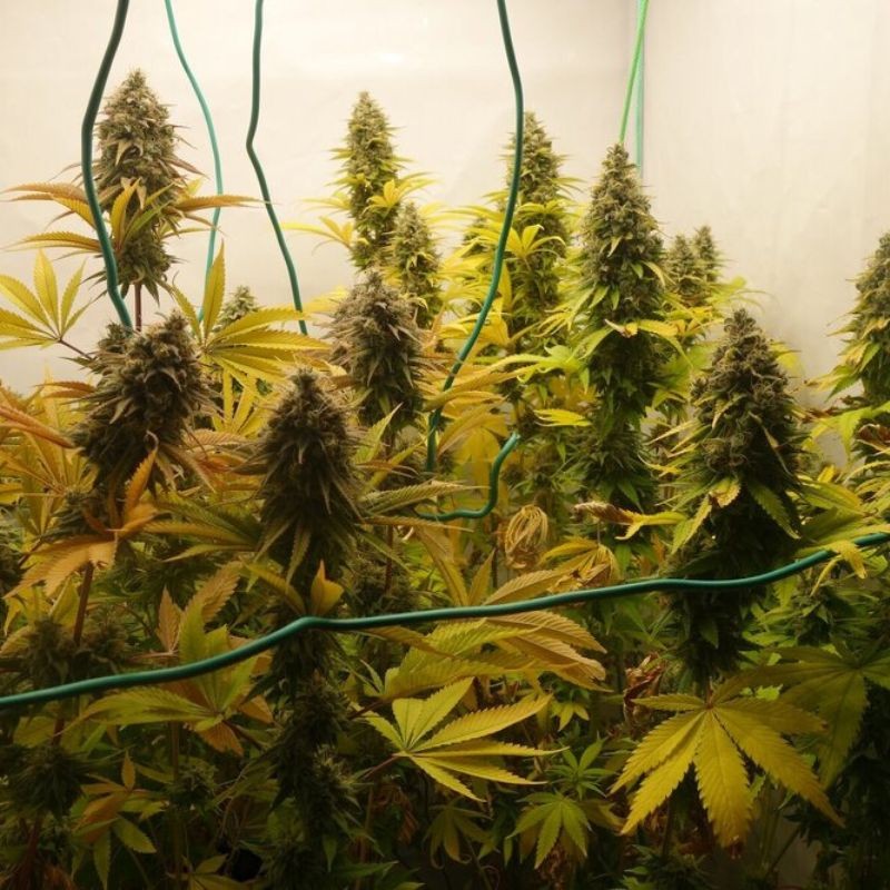 Nasiona marihuany Lamb's Breath x AK-49 - opis odmiany konopi