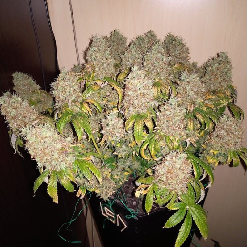 Nasiona marihuany automatyczne La Blanca Gold Auto - opis odmiany konopi