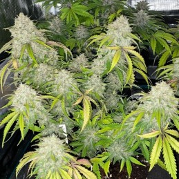 Nasiona marihuany La Blanca Gold - opis odmiany konopi