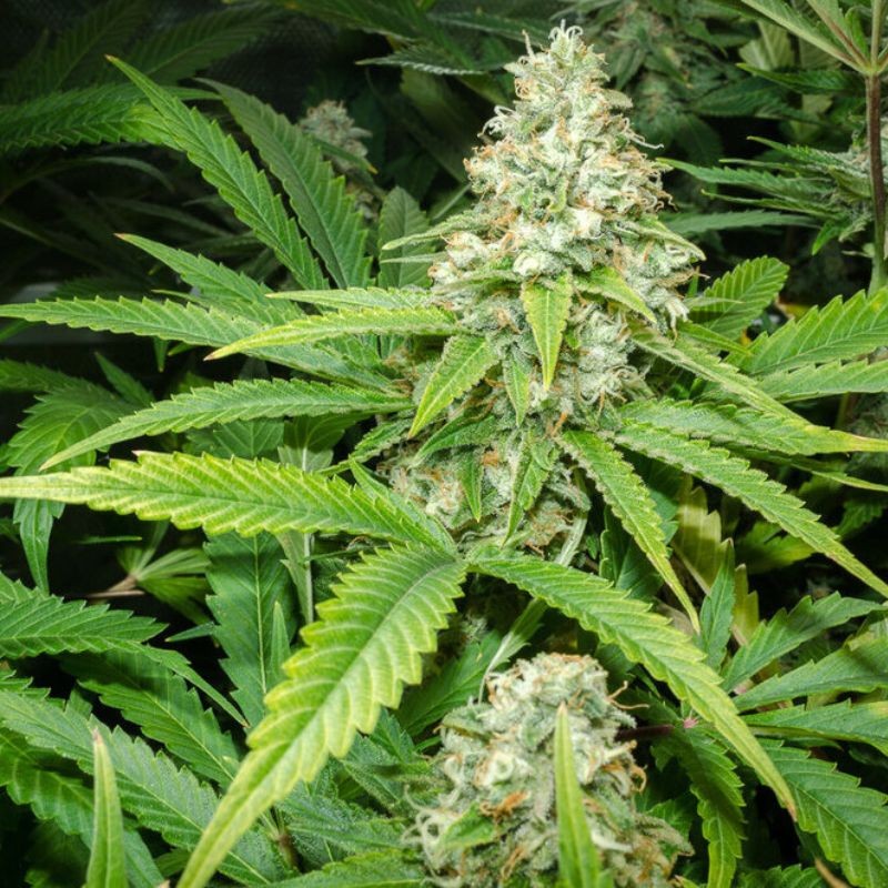 Nasiona marihuany automatyczne Doctor Jamaica Auto - odmiana konopi