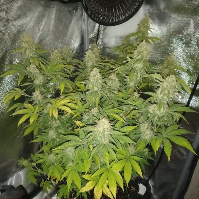 Nasiona marihuany Doctor Jamaica - odmiana konopi