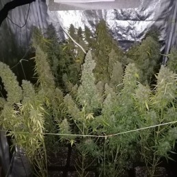 Nasiona marihuany automatyczne Delhi Cheese Auto - odmiana konopi