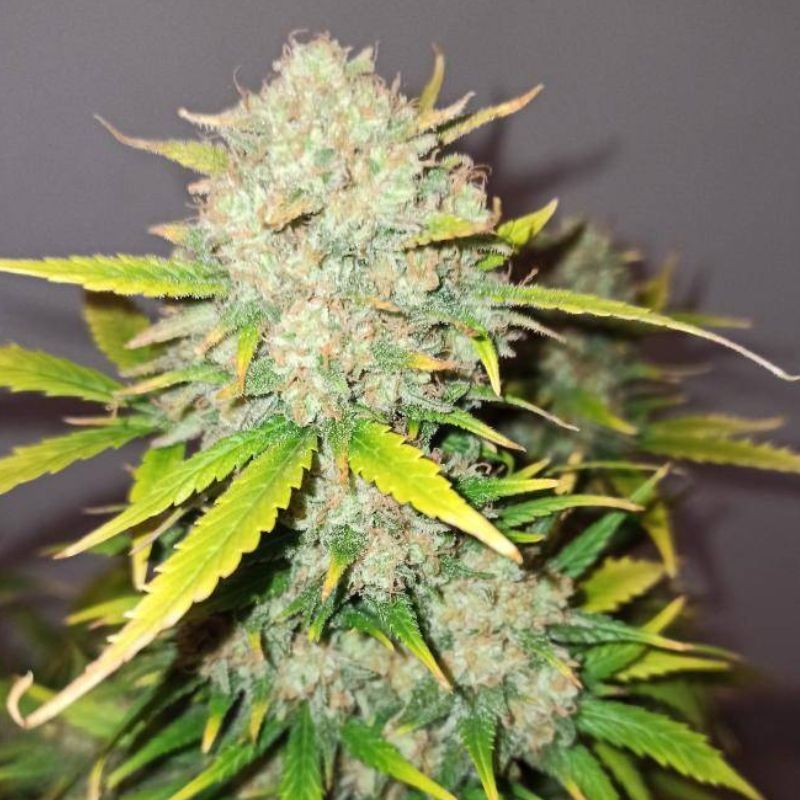 Nasiona marihuany Crystal Queen - odmiana konopi
