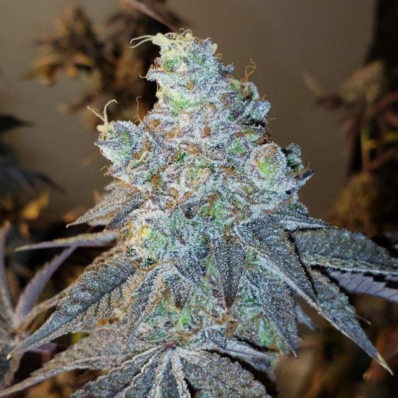 Nasiona marihuany Critical Impact - odmiana konopi
