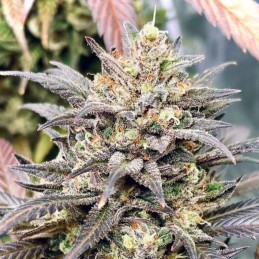 Nasiona marihuany Choco Bud - odmiana konopi