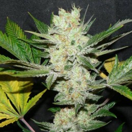 Nasiona marihuany Caramel Monster - odmiana konopi