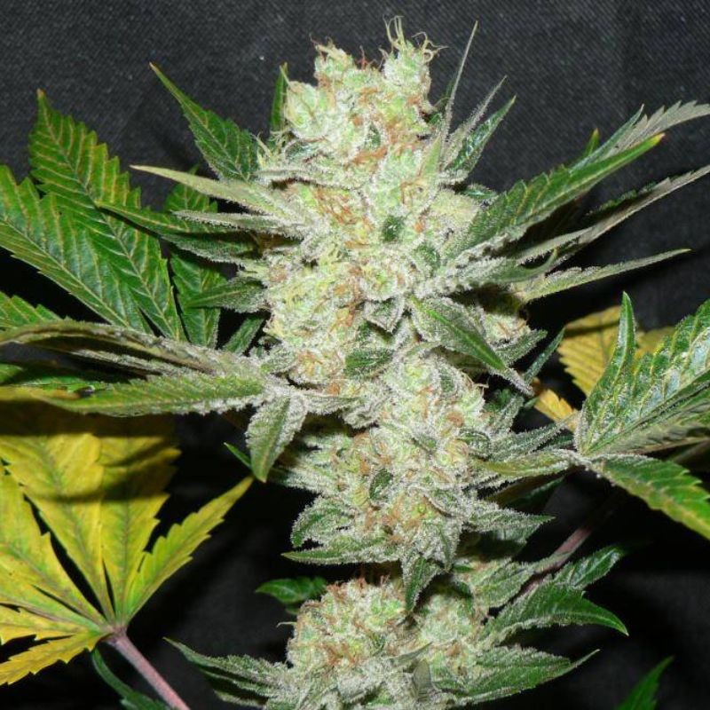 Nasiona marihuany Caramel Monster - odmiana konopi