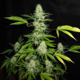 Nasiona marihuany Bona Dea CBD + - odmiana konopi