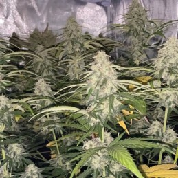 Nasiona marihuany Brainkiller Haze - odmiana konopi