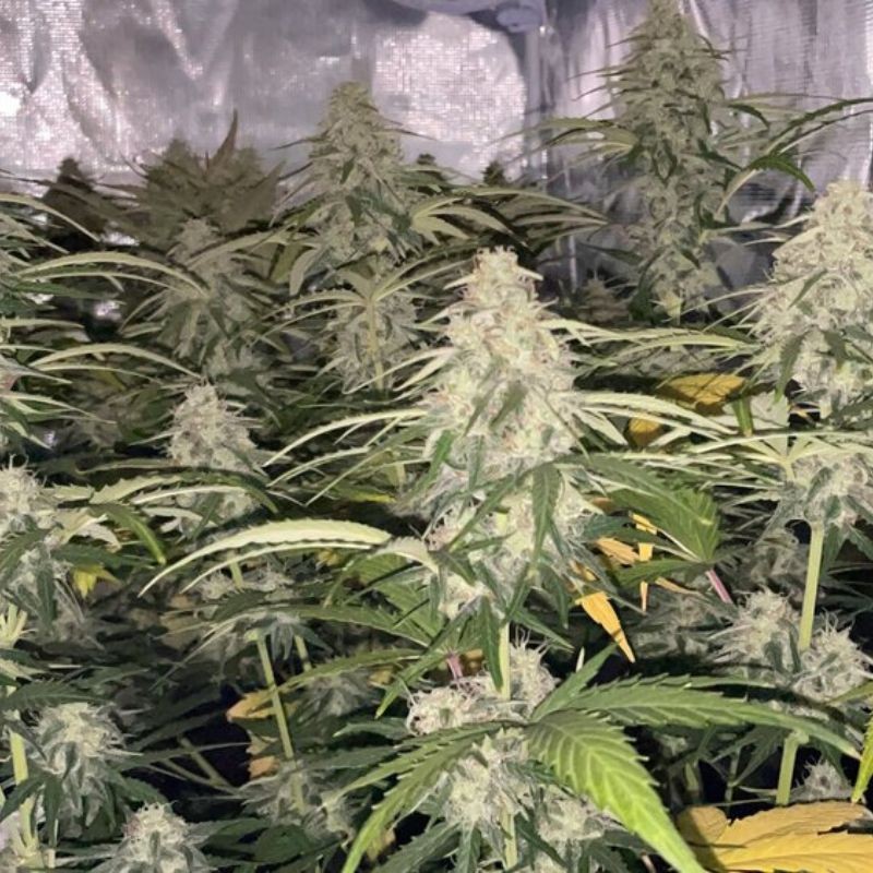 Nasiona marihuany Brainkiller Haze - odmiana konopi
