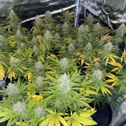 Nasiona marihuany 00 Cheese - odmiana konopi