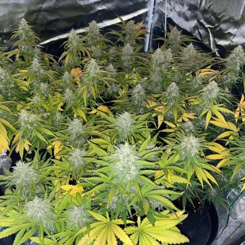 Nasiona marihuany 00 Cheese - odmiana konopi