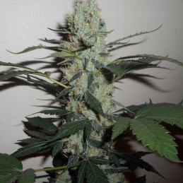 Nasiona marihuany 00 Kush - odmiana konopi