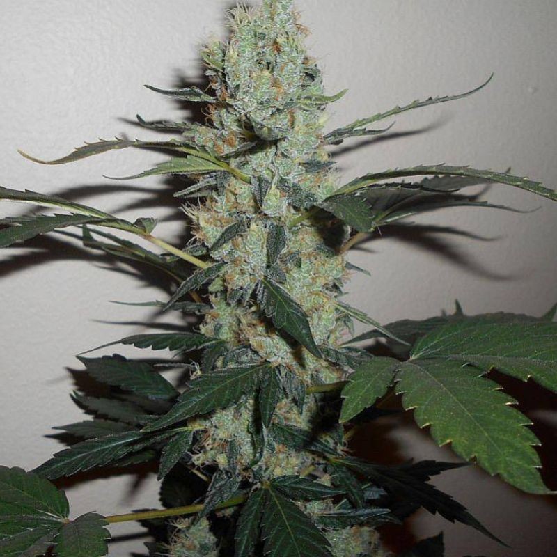 Nasiona marihuany 00 Kush - odmiana konopi