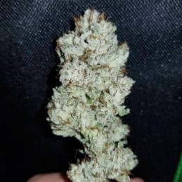 Nasiona marihuany 00 Skunk - odmiana konopi