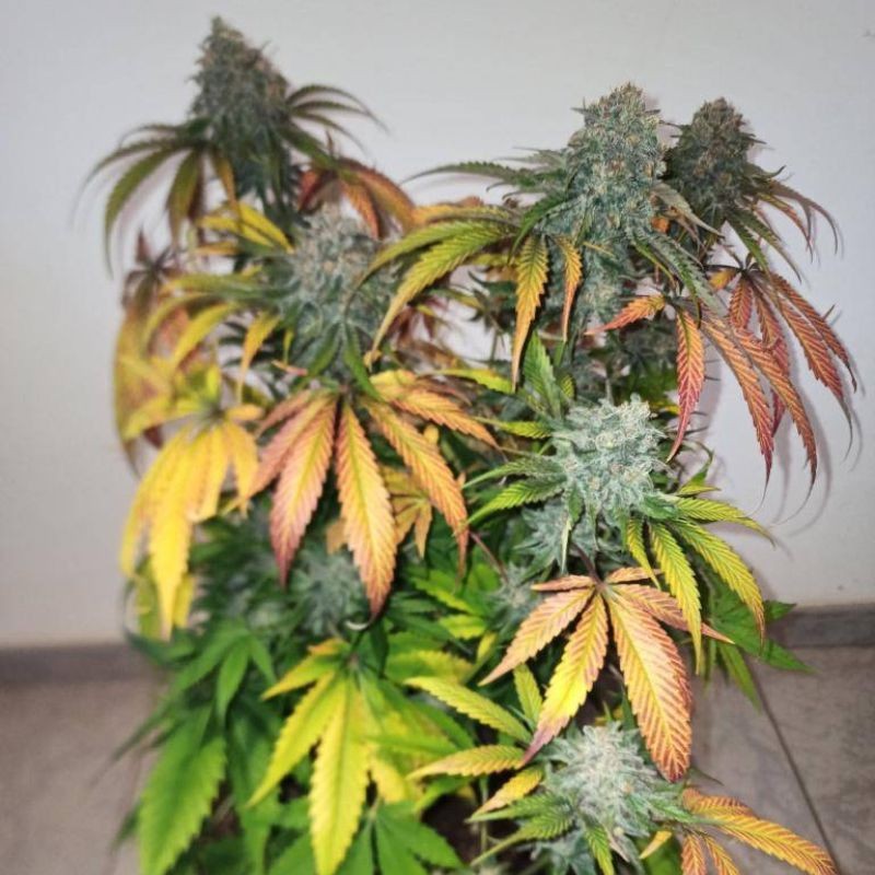 Nasiona marihuany Gorilla Fast - odmiana konopi