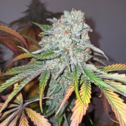 Nasiona marihuany Feminized Extra Collection 1 - odmiana konopi
