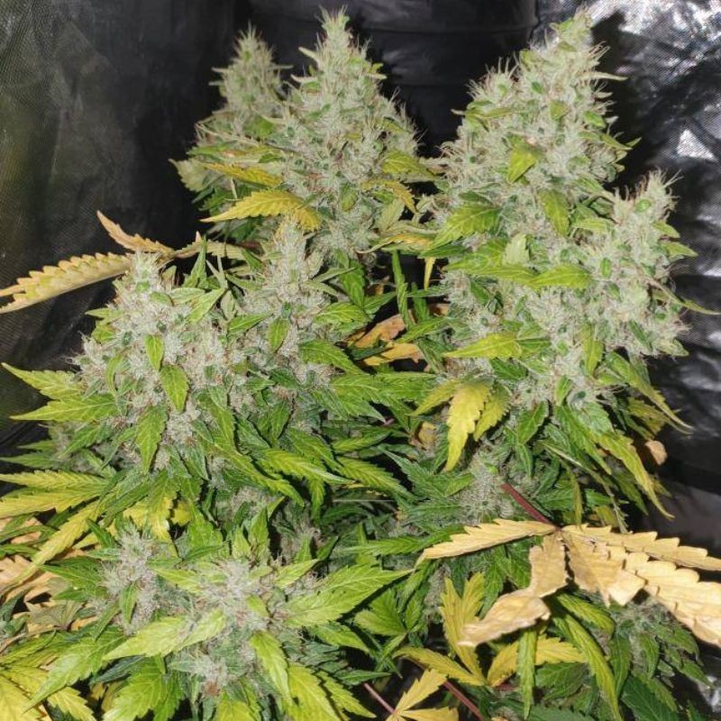 Nasiona marihuany automatyczne Auto 00 Cheese - odmiana konopi