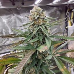 Nasiona marihuany Critical Poison Fast - odmiana konopi