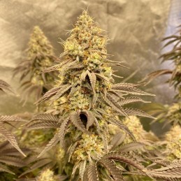 Nasiona marihuany Critical Poison - odmiana konopi