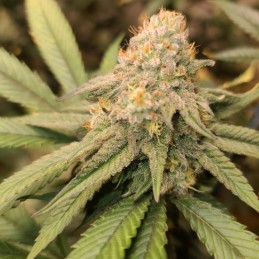 Nasiona marihuany Chocolate Skunk - odmiana konopi