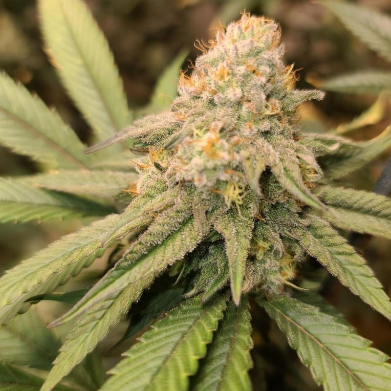 Nasiona marihuany Chocolate Skunk - odmiana konopi