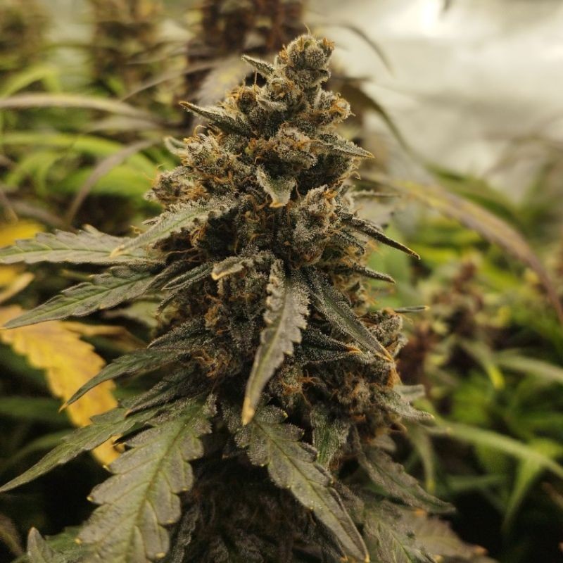 Nasiona marihuany Cheese Berry - odmiana konopi