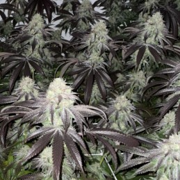 Nasiona marihuany California Kush - odmiana konopi