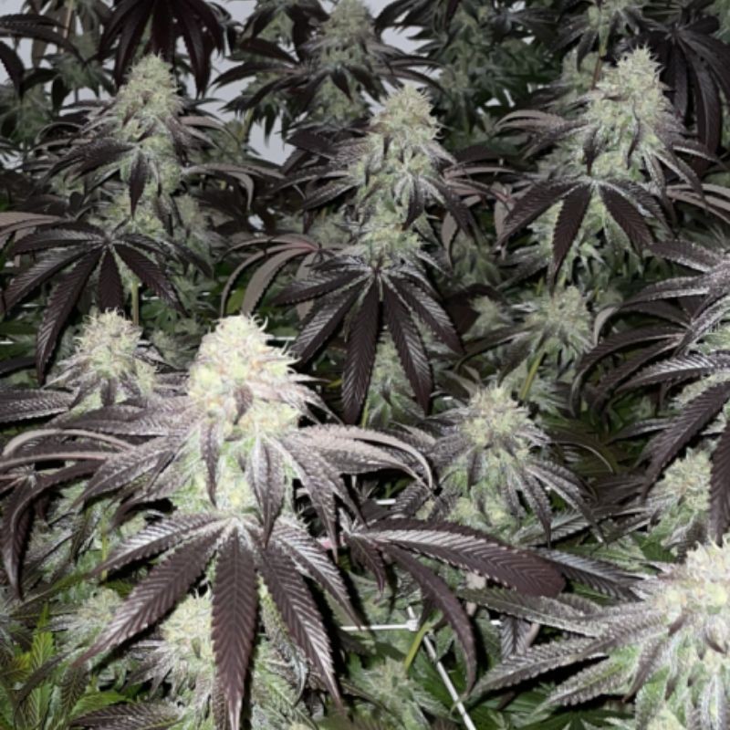 Nasiona marihuany California Kush - odmiana konopi