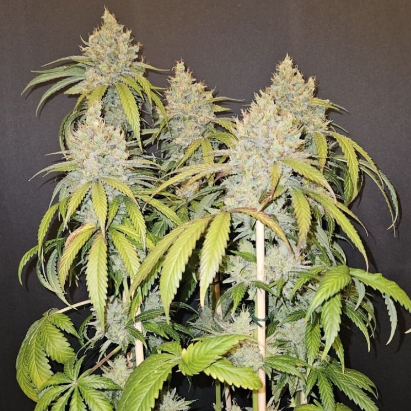 Nasiona marihuany Bubble Gum Fast - odmiana konopi