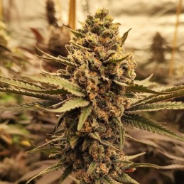 Nasiona marihuany automatyczne Auto Afghan Mass XXL - odmiana konopi