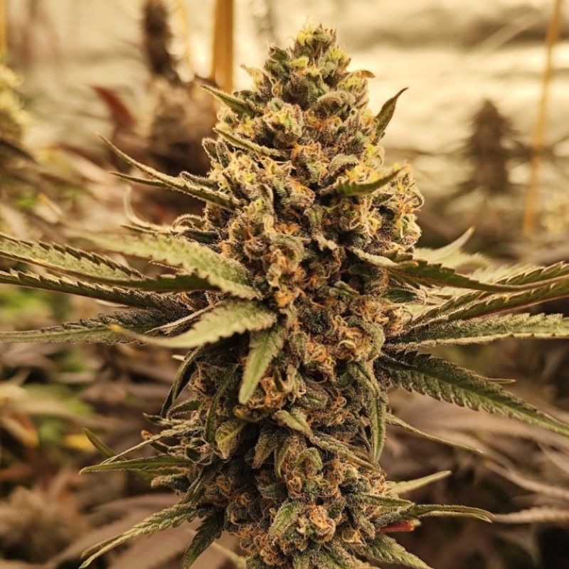 Nasiona marihuany automatyczne Auto Afghan Mass XXL - odmiana konopi