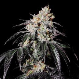 Nasiona marihuany automatyczne Auto 00 Kush - odmiana konopi