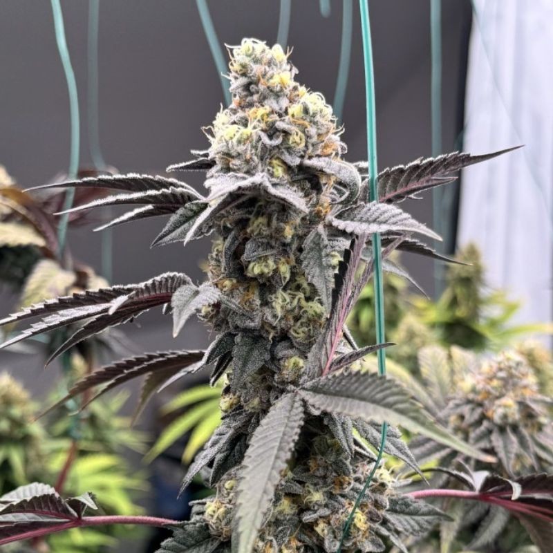 nasiona marihuany White Lady OG - opis odmiany konopi