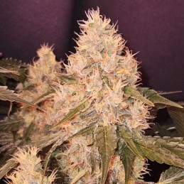 Nasiona marihuany White Candy - opis odmiany konopi