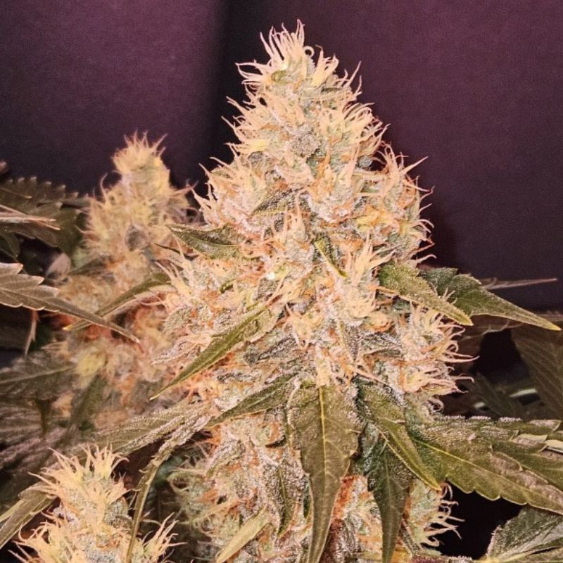 Nasiona marihuany White Candy - opis odmiany konopi