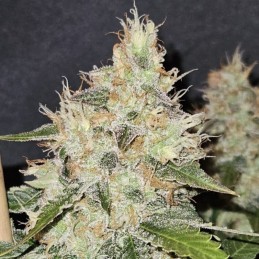 Nasiona marihuany Tropical Berry - opis odmiany konopi