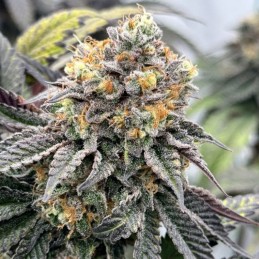 Nasiona marihuany Super Shark - opis odmiany konopi