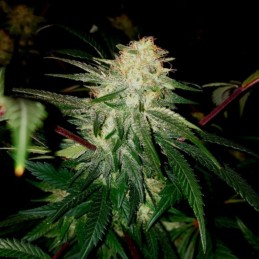 Nasiona marihuany Sour White - opis odmiany konopi