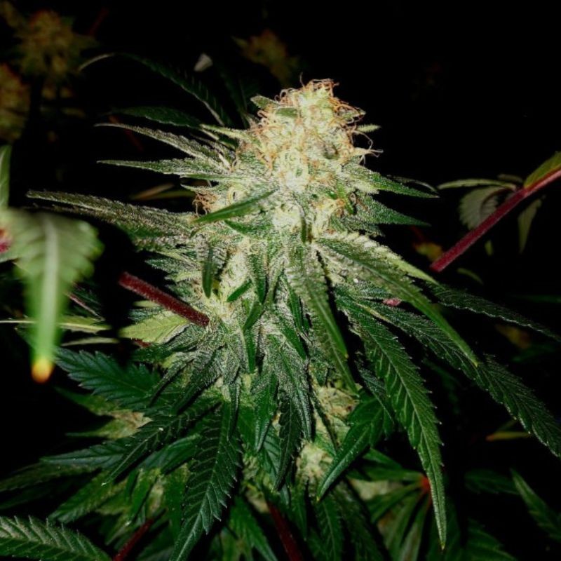 Nasiona marihuany Sour White - opis odmiany konopi