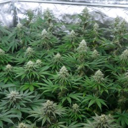 Nasiona marihuany Solace - opis odmiany konopi