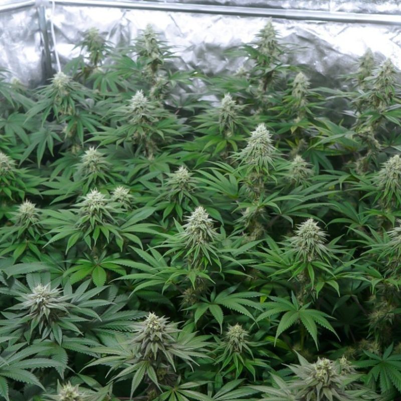 Nasiona marihuany Solace - opis odmiany konopi