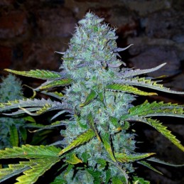 Nasiona marihuany Smog - opis odmiany konopi