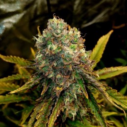 Nasiona marihuany Shellshock - opis odmiany konopi